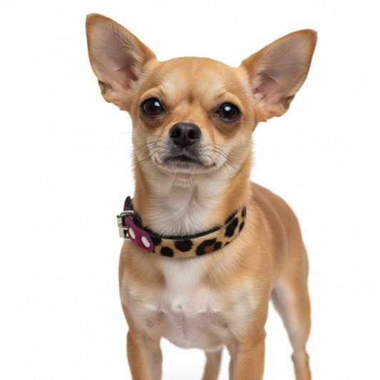 Small Pet Collar