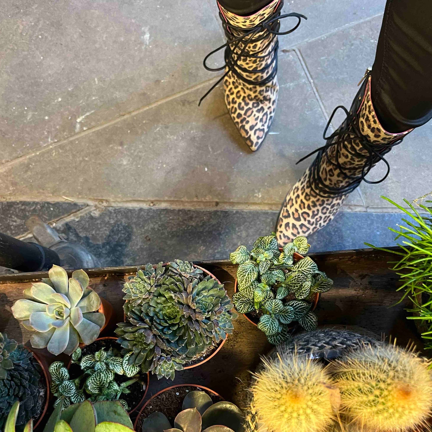 Mina - Black leopard ankle heel boot